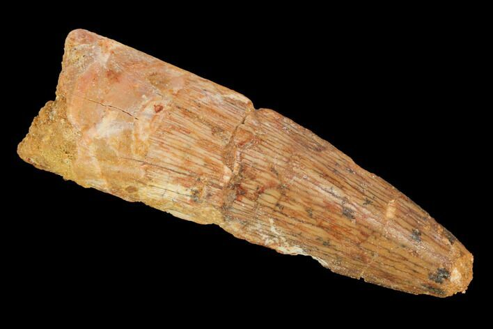 Spinosaurus Tooth - Real Dinosaur Tooth #116372